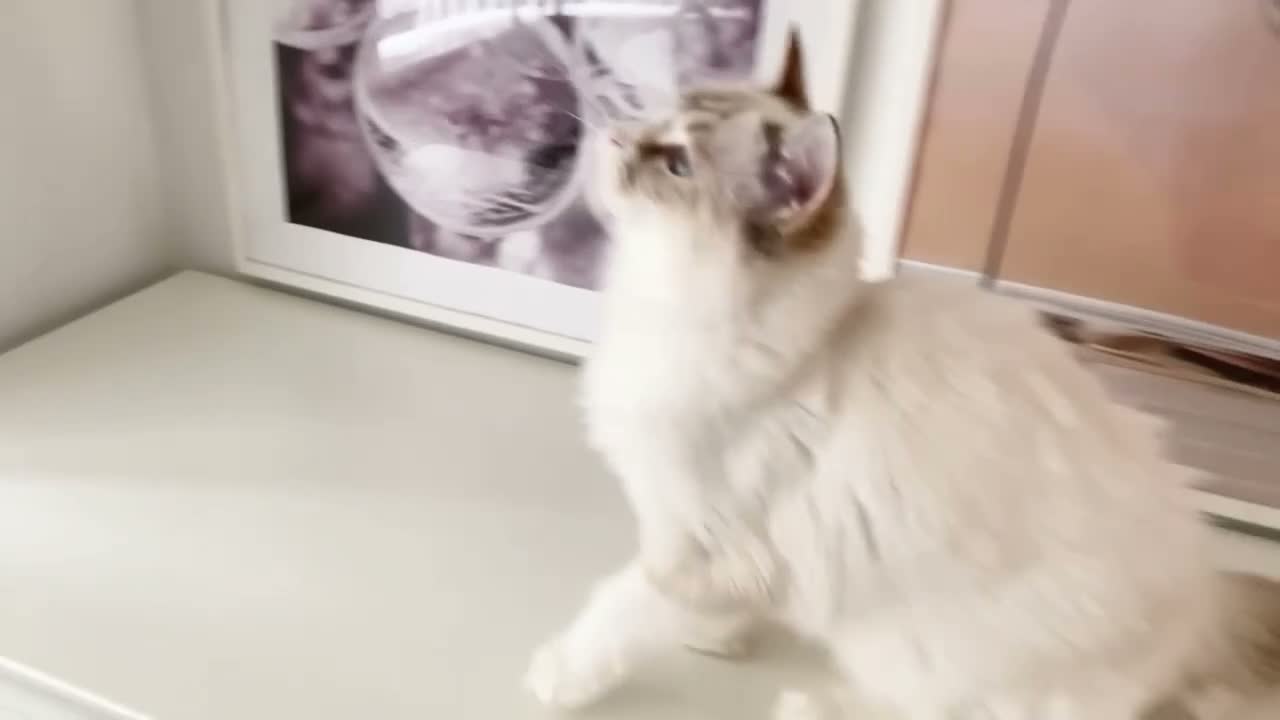 Ragdoll cats for sale: GCCF ACTIVE (FOR BREEDING) SEAL BICOLOUR FEMALE - Video 1
