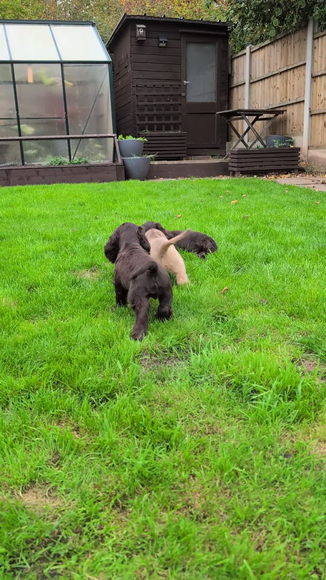 Cocker Spaniel dogs for sale:  Show type cocker spaniel puppies (SOLD) - Video 1