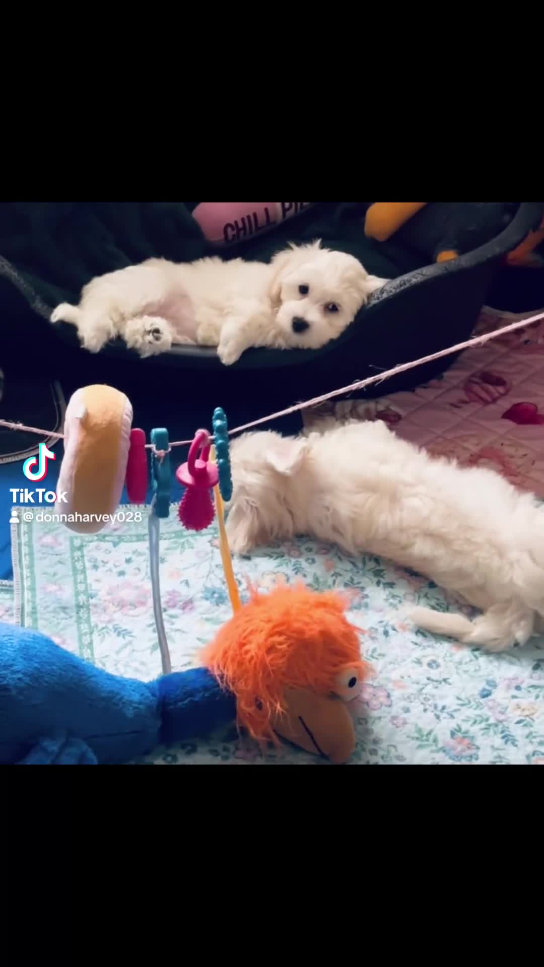 Mixed Breed dogs for sale: Last girl 🩷 coton de Tular x Maltese  - Video 1