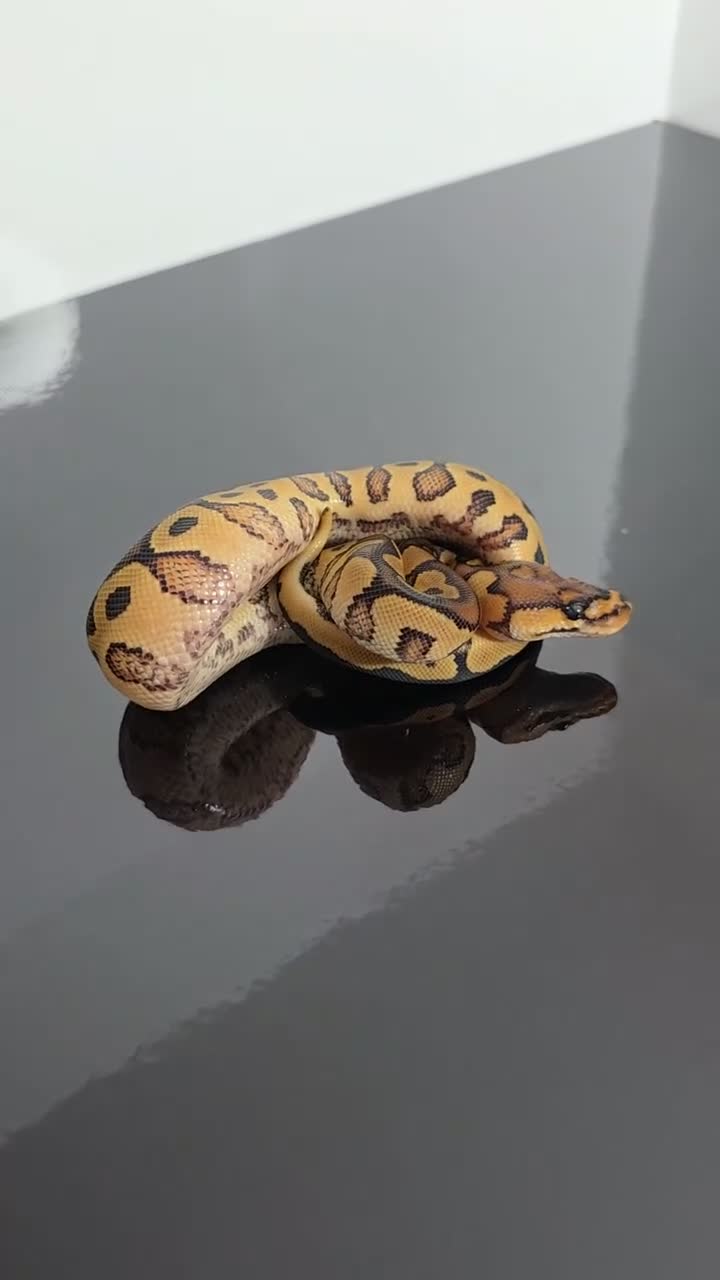 Python Snake reptiles for sale: Regius pythons/ ball pythos - Video 5