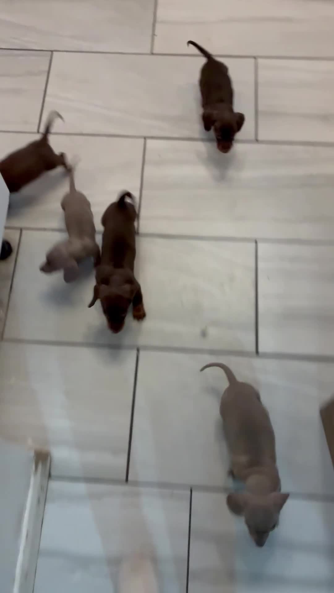 Miniature Dachshund dogs for sale: Gorgeous miniature dachshund  - Video 1