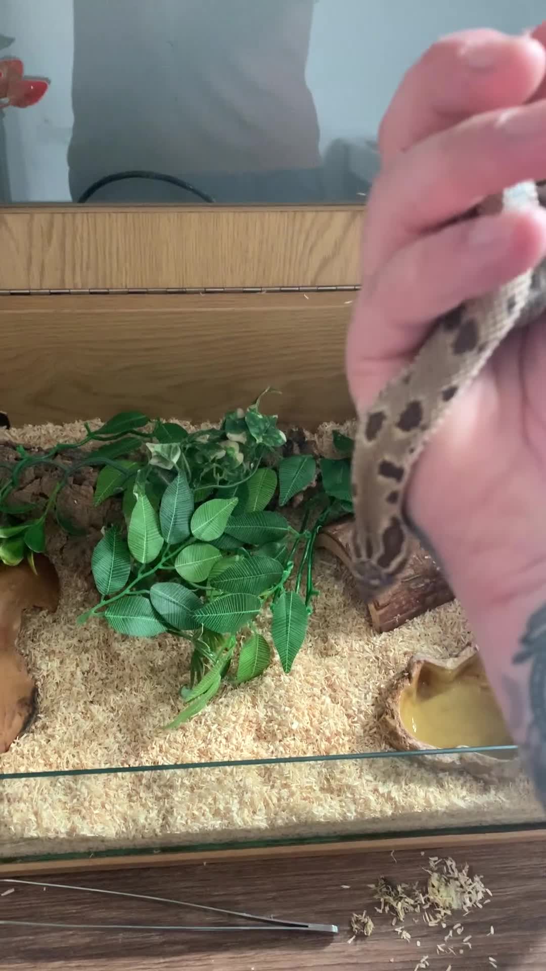 Snake reptiles for sale: Male Western Hog Nose & Viv set up - Video 1