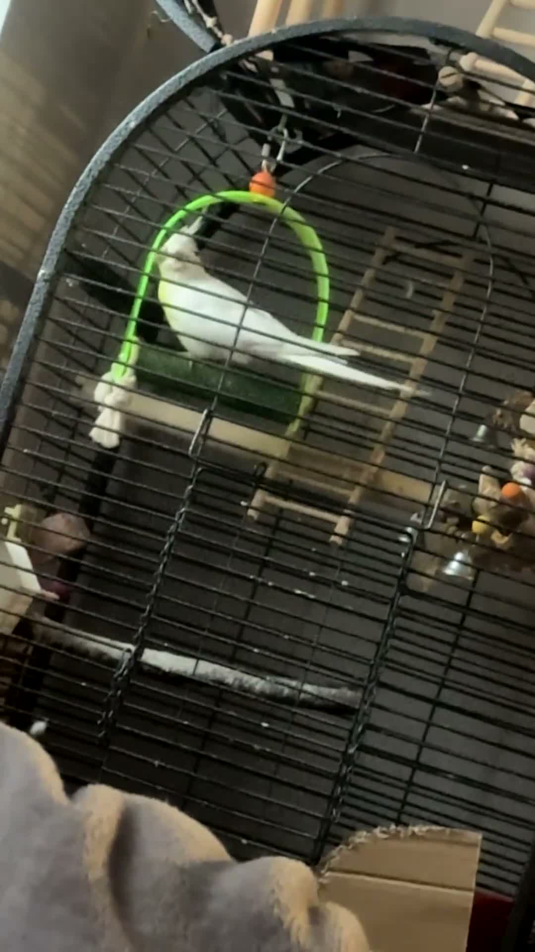 Mixed Breed birds for sale: cardiff in Barry - Video 3
