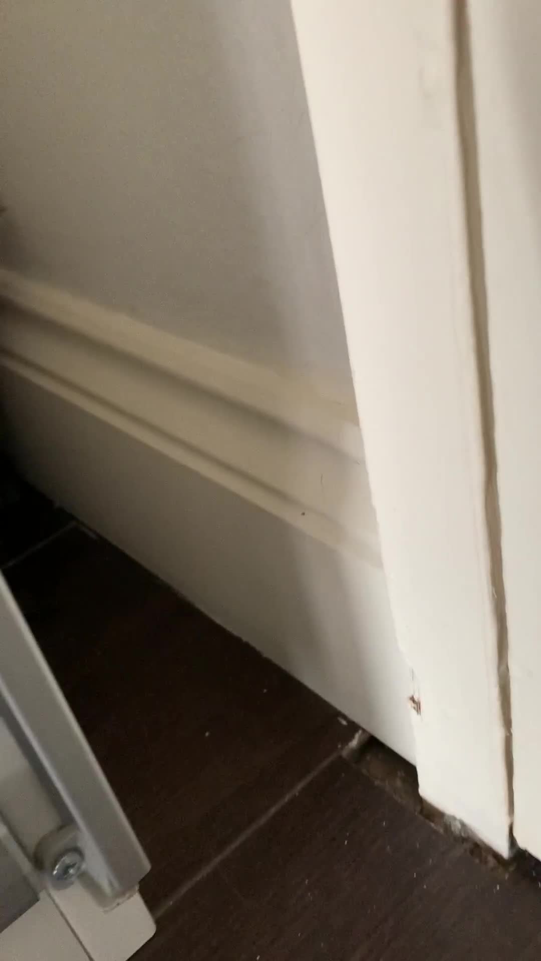 British Shorthair cats for sale: British Shorthair Kittens – Sweet Round Faces 🐻💛 - Video 3