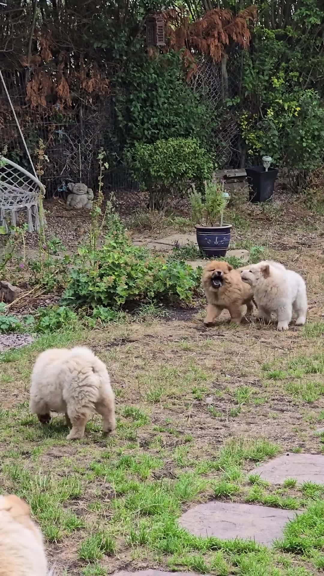 Chow Chow dogs for sale: QUALITY KC CHOWCHOW PUPPIES  in Wolverhampton - Video 3