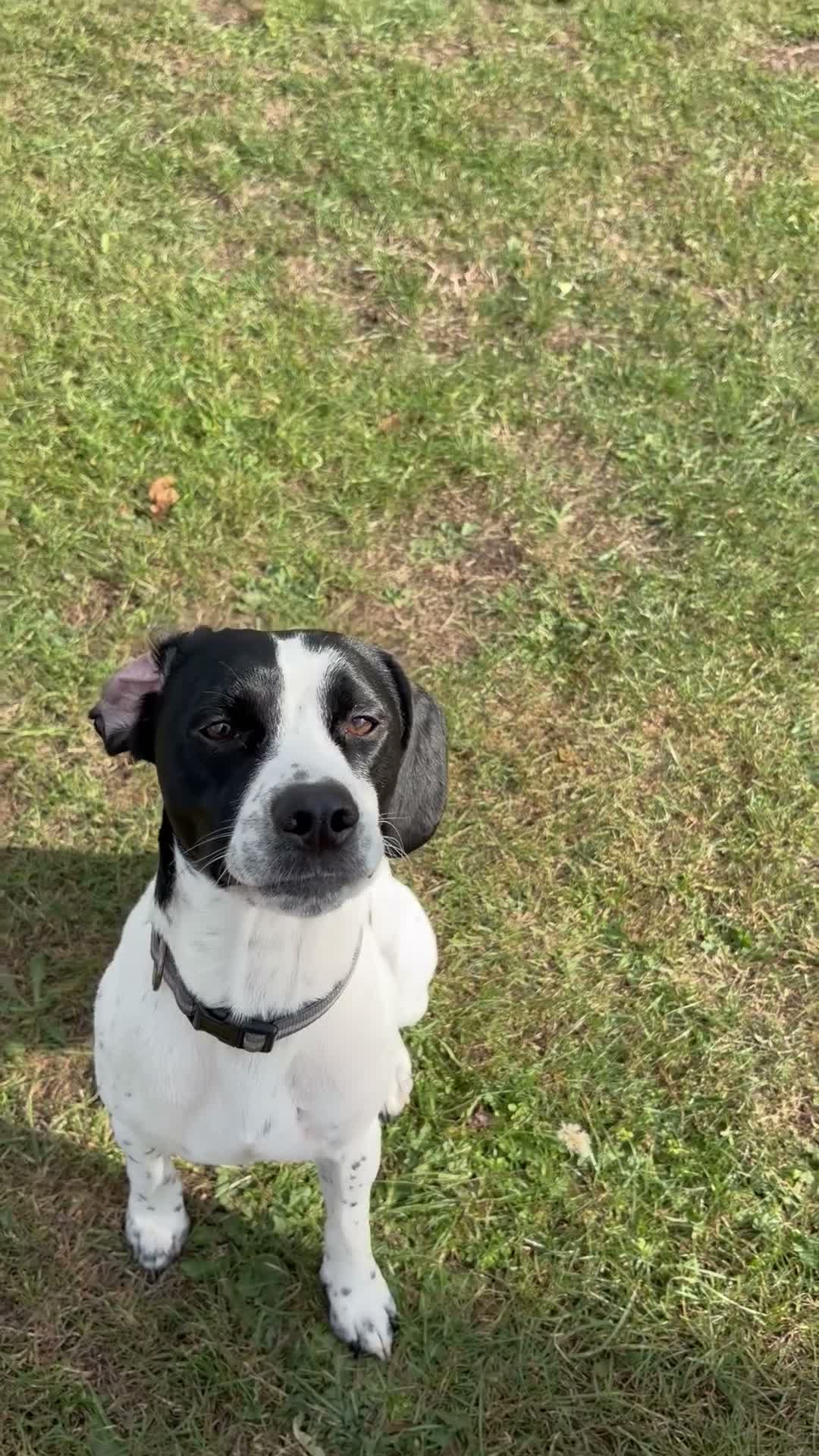 Mixed Breed dogs for sale: Dobby - Video 2