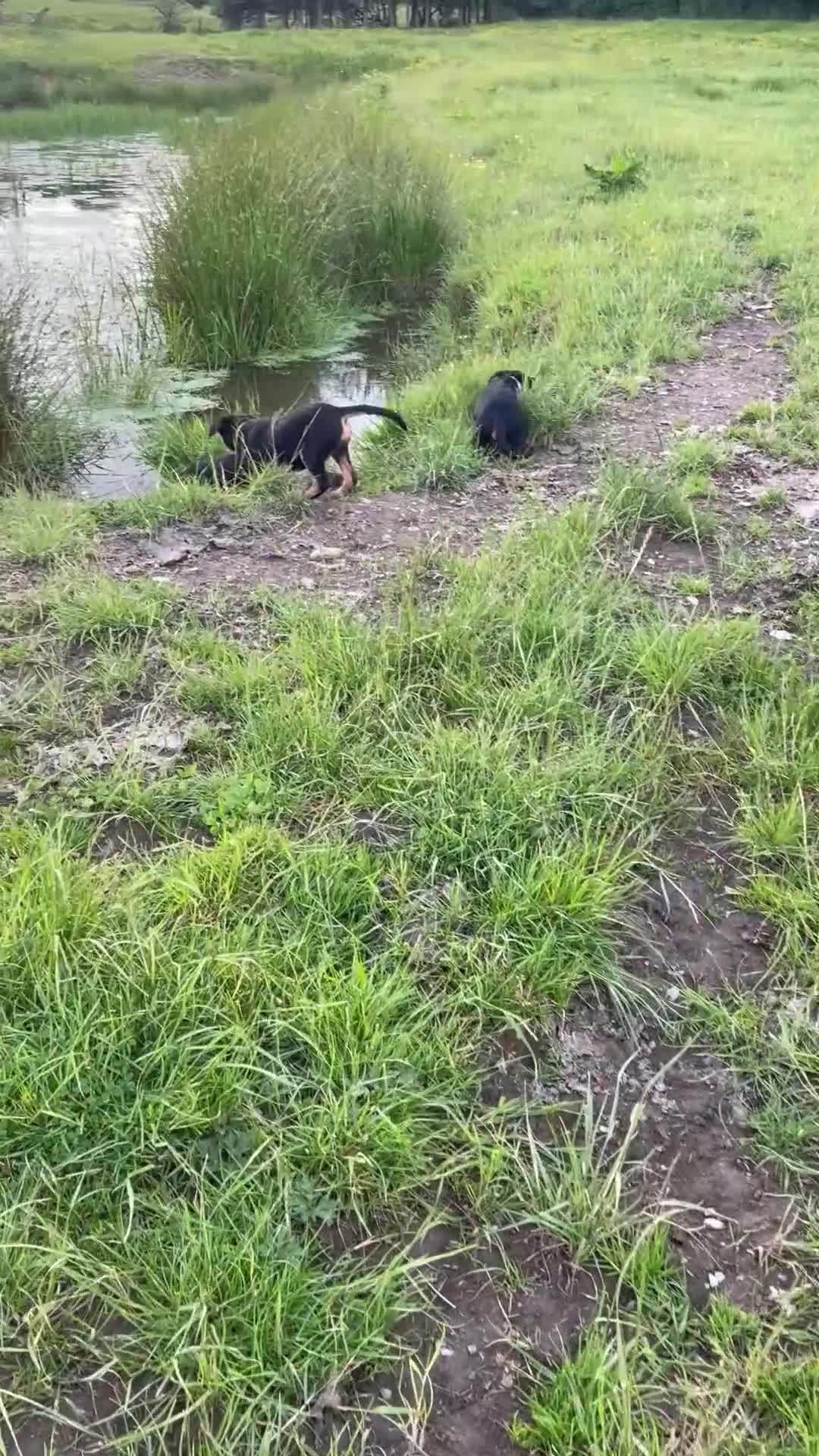 Huntaway dogs for sale: Huntaway x collie pups  - Video 1
