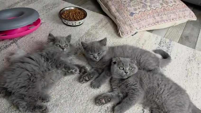 British Shorthair cats for sale: British shorthair  - Video 1