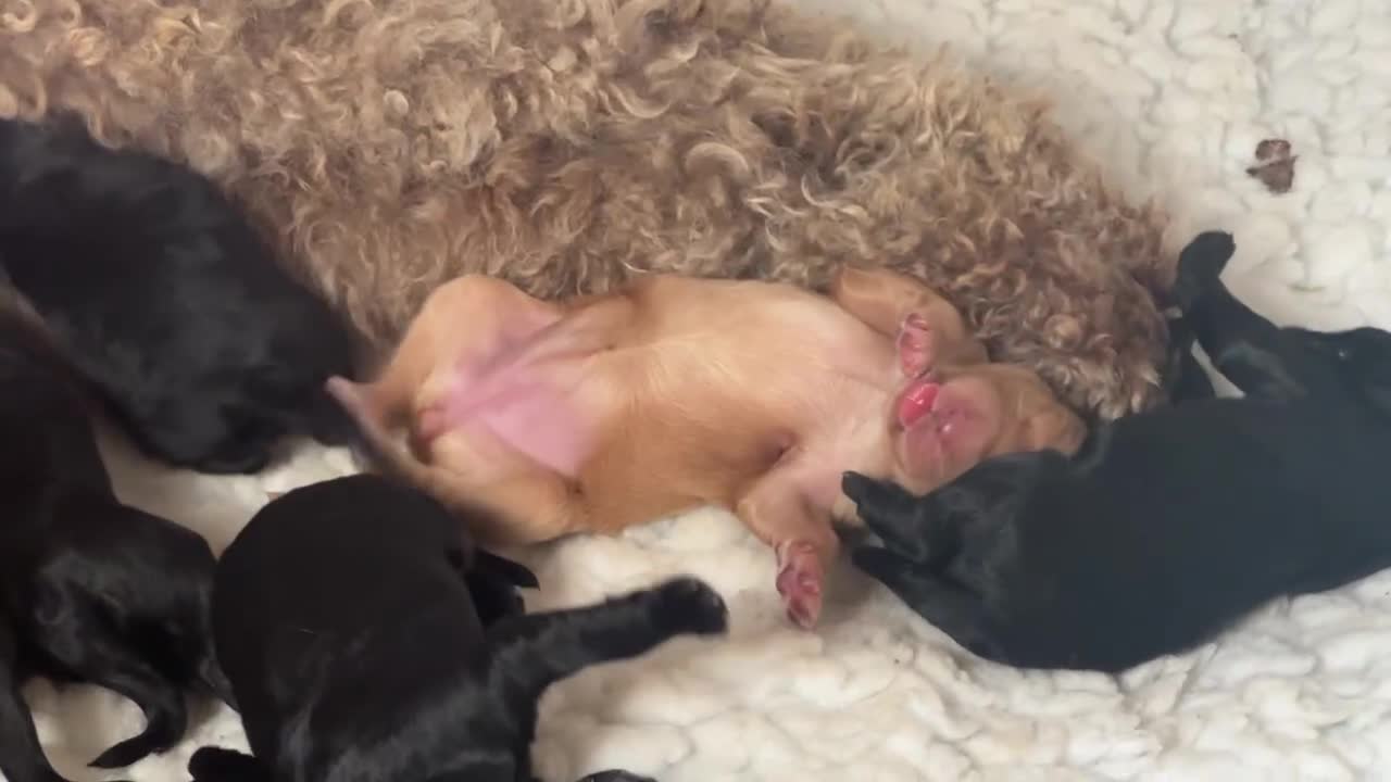 Goldendoodle dogs for sale: Gorgeous Goldendoodle Puppies - Video 1