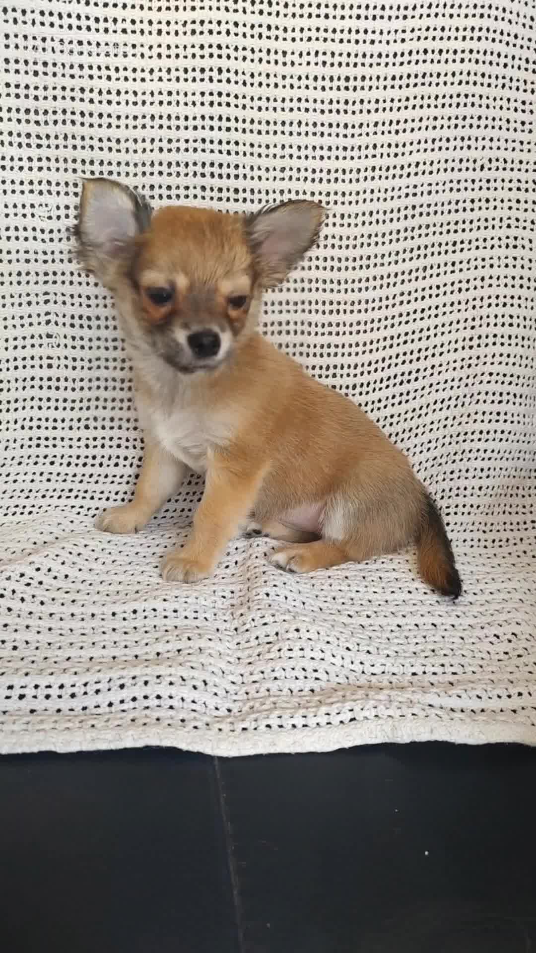 Chihuahua dogs for sale: Adorable Loving hand reared ready now Chihuahuas - Video 5