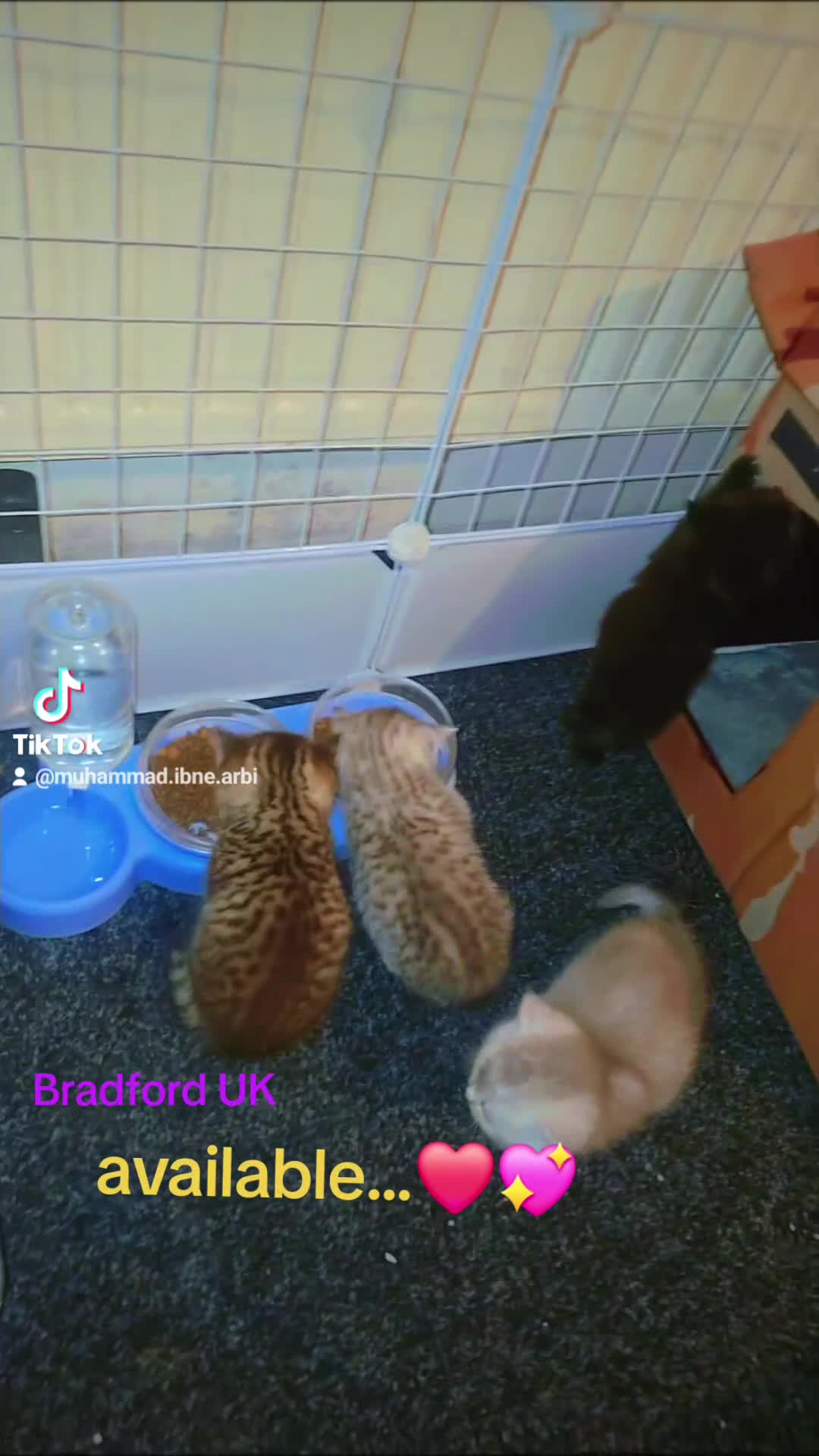 British Shorthair cats for sale: British shorthair kittens - Video 3