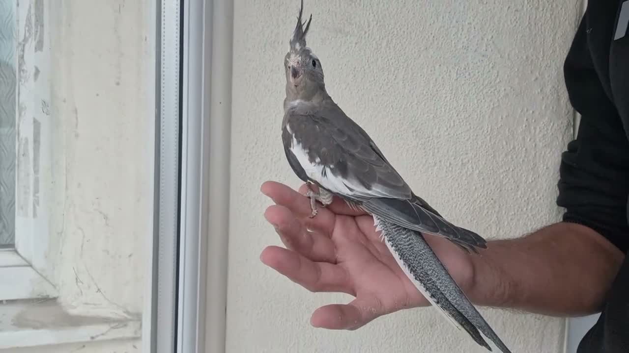 Cockatiels birds for sale: Super Tamed baby Cockatiel for sale - Video 3