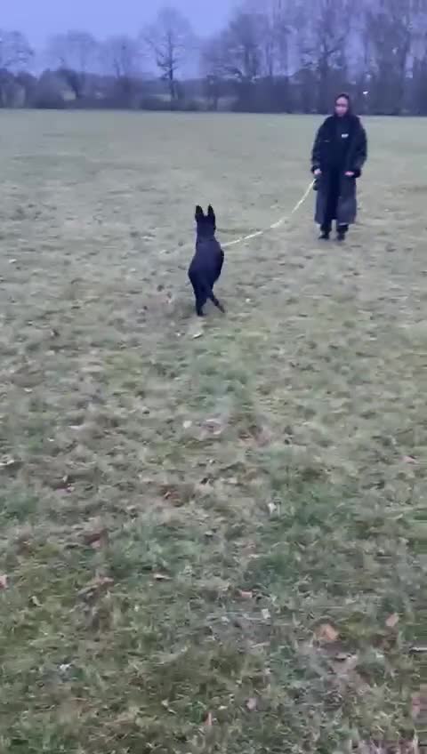 German Shepherd dogs for sale: 4 month old working line german shepherd  - Video 1