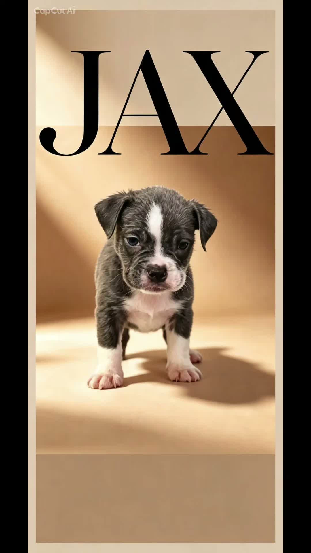 Old Tyme Bulldog dogs for sale: Old tyme bulldogs  - Video 1