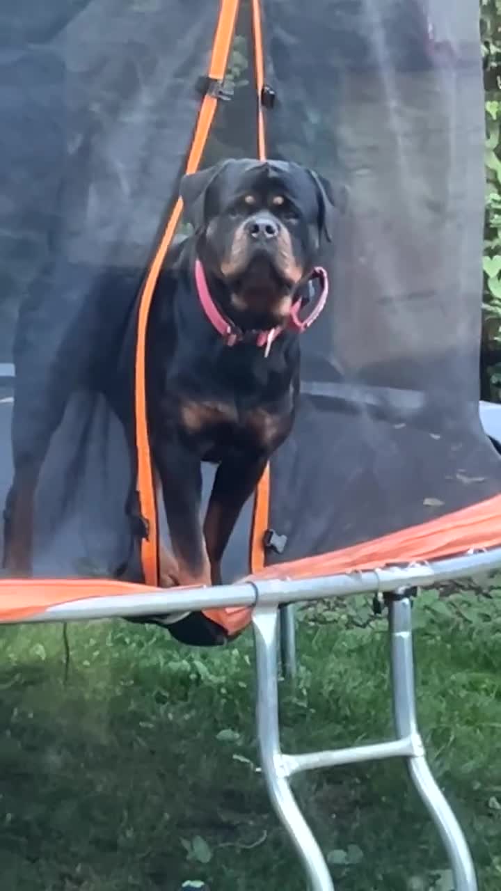 Rottweiler dogs for stud: Proven KC registered Rottweiler for stud  in Witney - Video 1