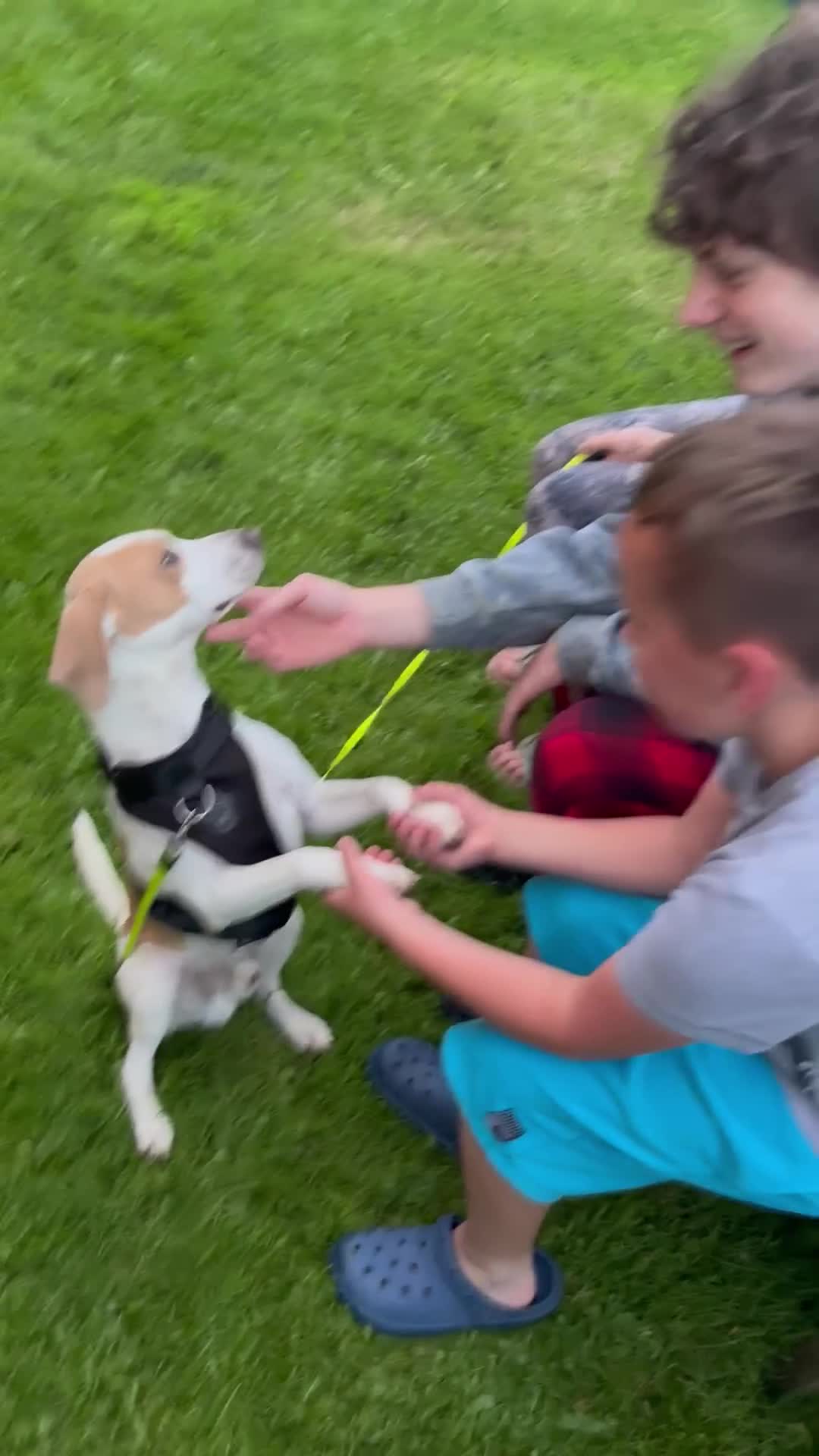 Mixed Breed dogs for sale: Beagle for sale  - Video 2