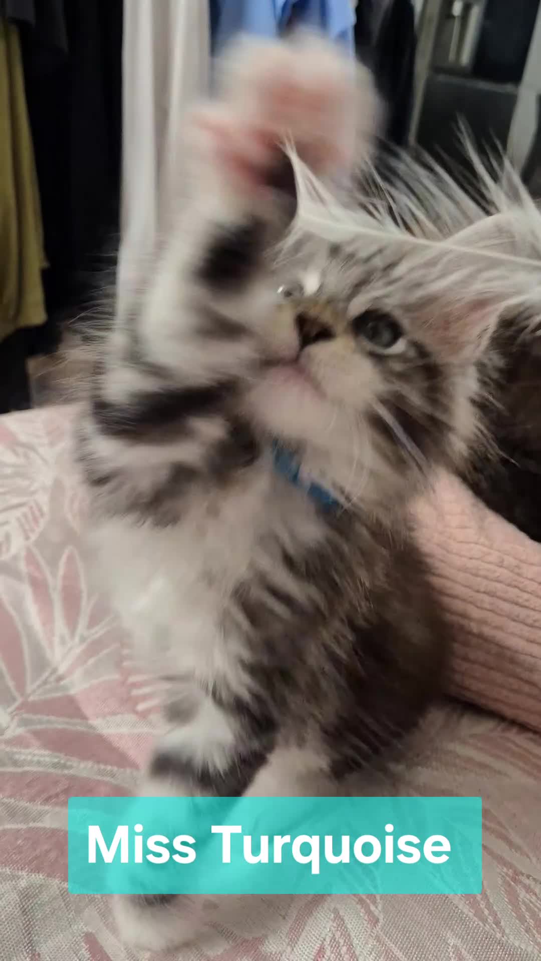 Maine Coon cats for sale: 🎀 Outstanding GCCF Pedigree Maine Coon Kittens 🎄 - Video 4