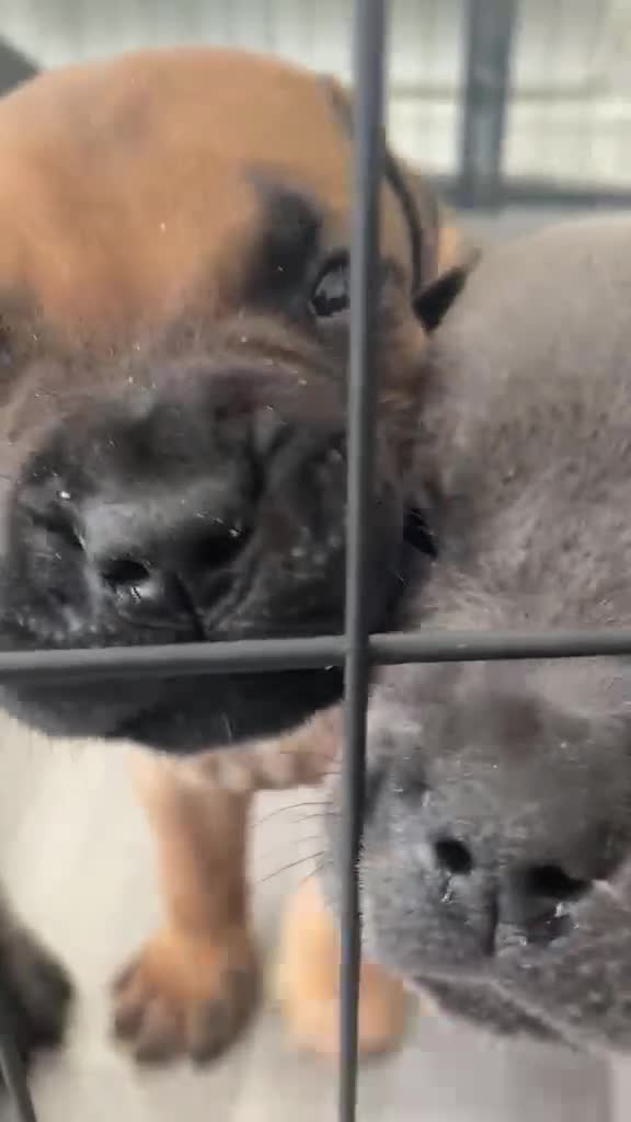 Cane Corso dogs for sale: Cane corso puppies🐶🐾 - Video 2