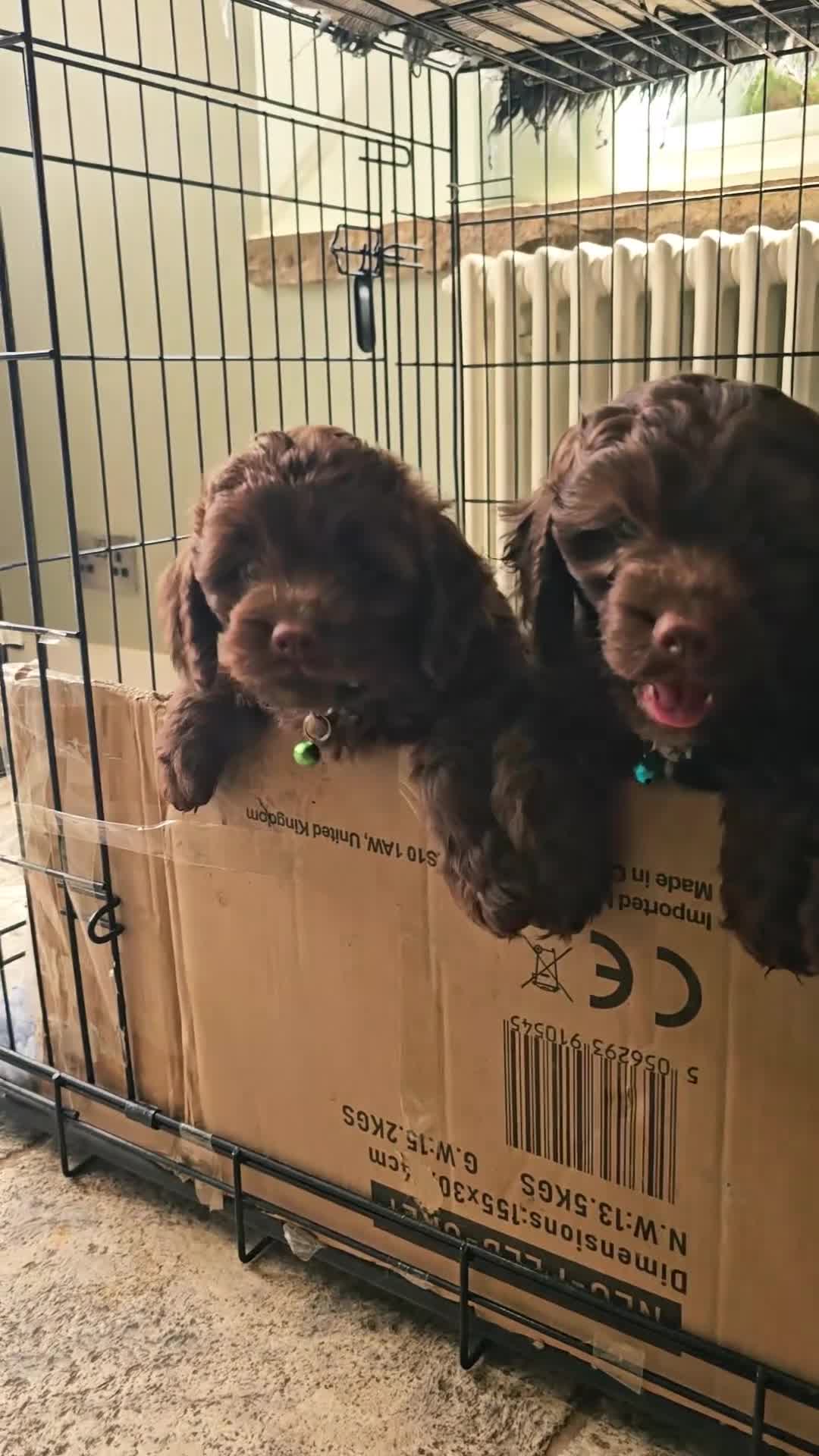 Cockapoo dogs for sale: 2 GIRL F1 COCKAPOOS  - Video 1