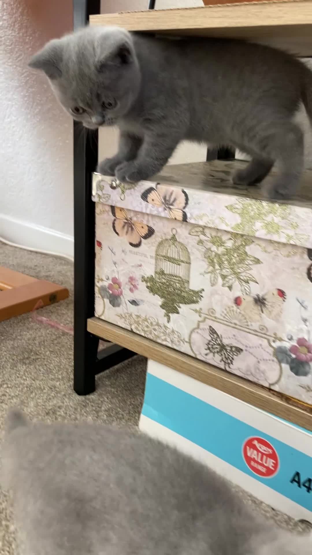 British Shorthair cats for sale: British Shorthair Blue Kittens – (2 boys, 2 girls) - Video 1