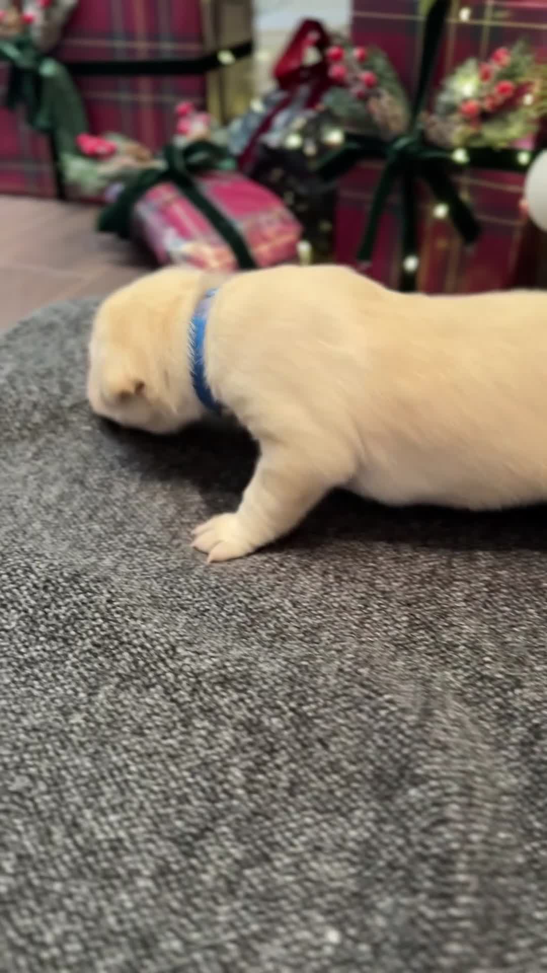 Labrador Retriever dogs for sale: Labrador Puppies - 1 Male & 3 Females Available - Video 5