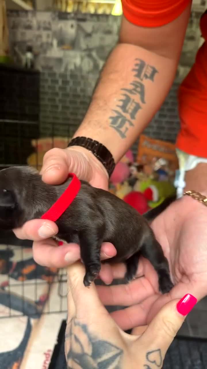 Staffordshire Bull Terrier dogs for sale: Staffordshire bull terrier puppies  - Video 3