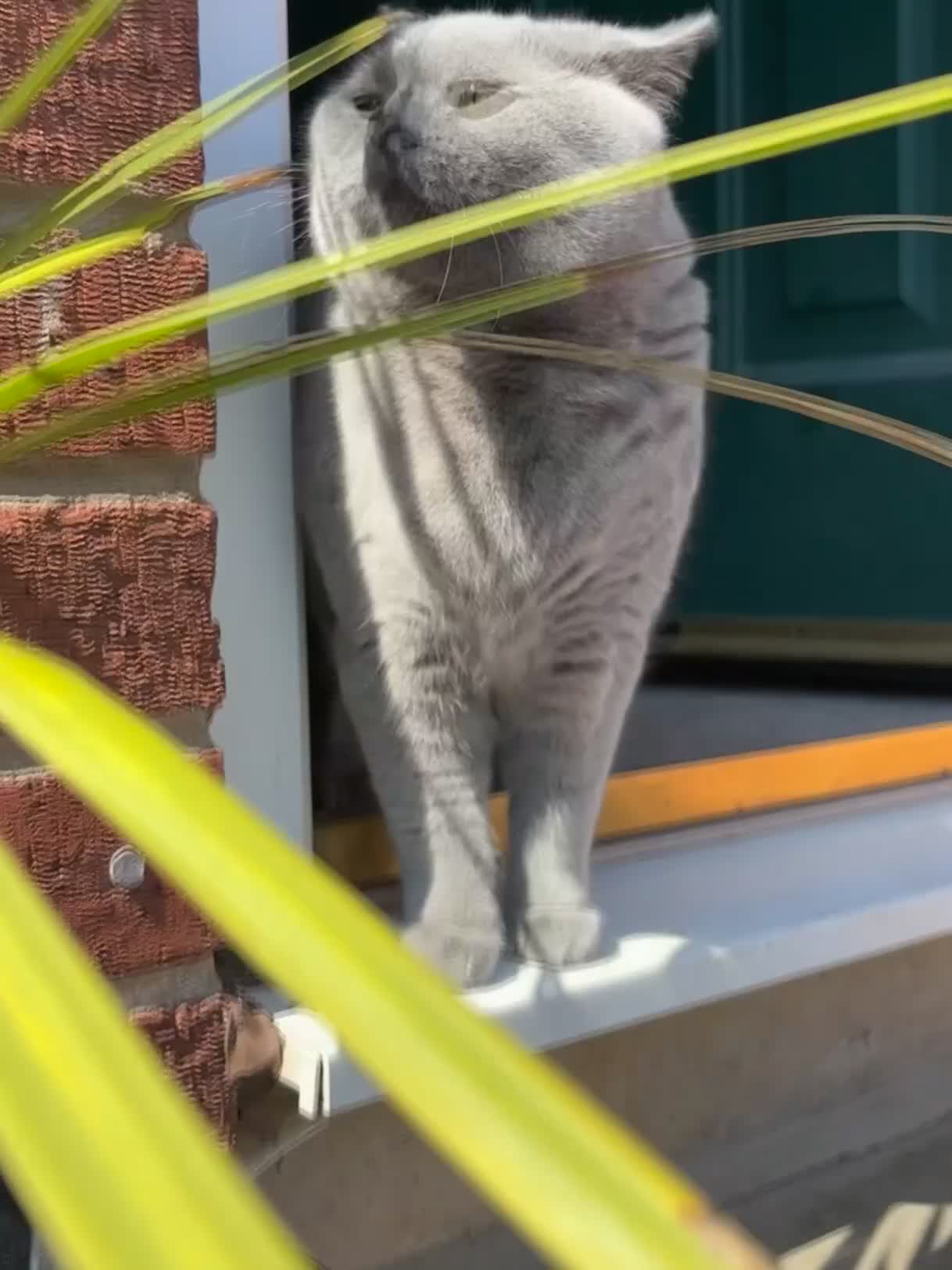 British Shorthair cats for sale: Female British shorthair cat  - Video 1