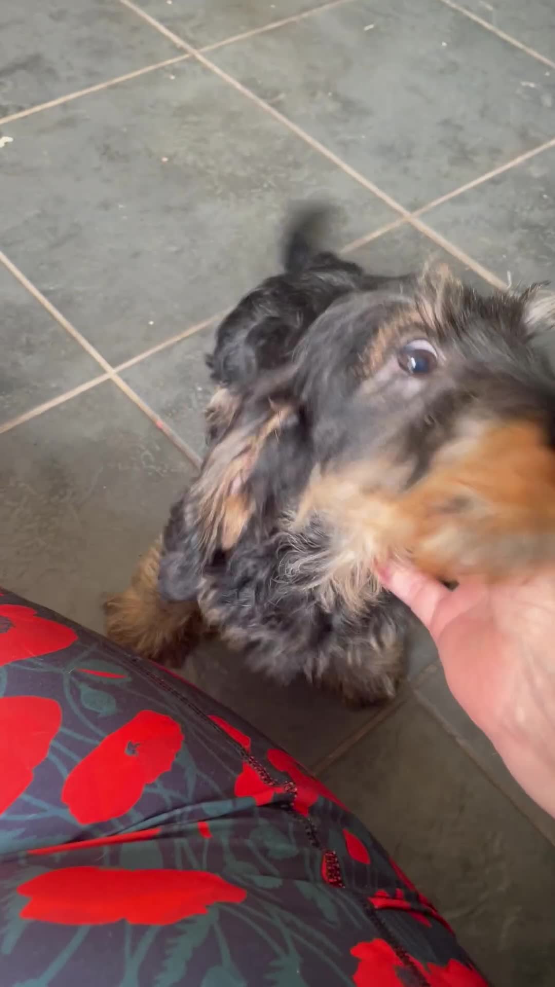 Dachshund dogs for sale: BLACK & TAN DAPPLE WIRE HAIRED - Video 2