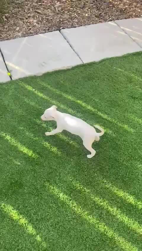 Italian Greyhound dogs for sale: Italian greyhound puppies - Video 3