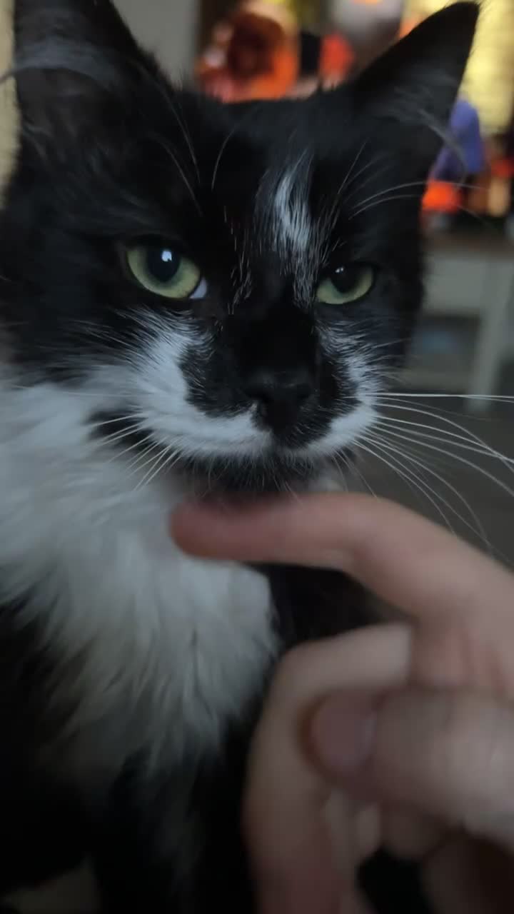 Mixed Breed cats for sale: Our tuxedo cat Harry  - Video 4