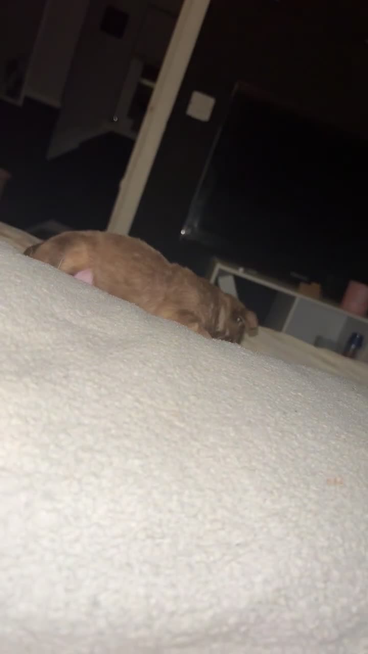 Mixed Breed dogs for sale: Chihuahua x pups  - Video 1