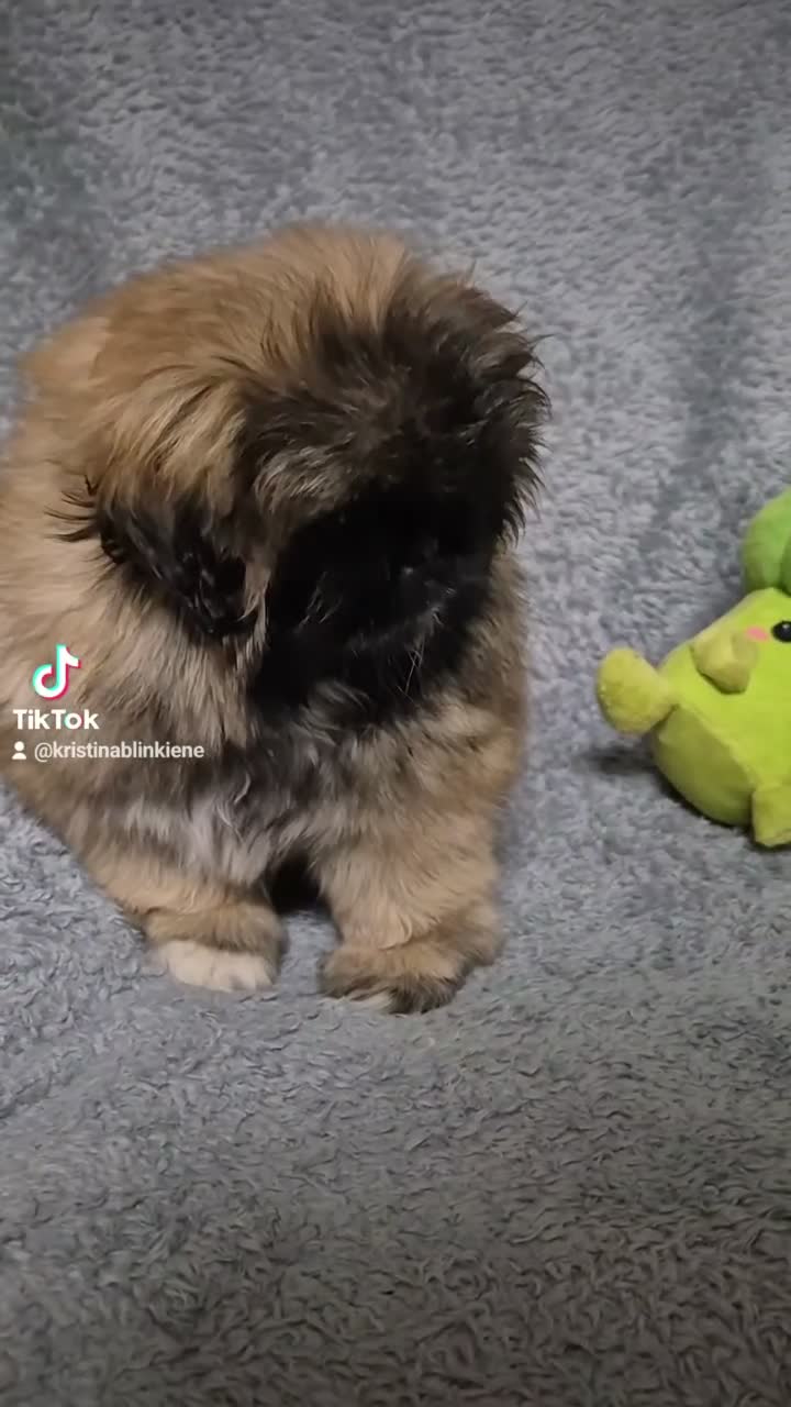 Pekingese dogs for sale: 🥰🥰🥰🥰🥰 - Video 3