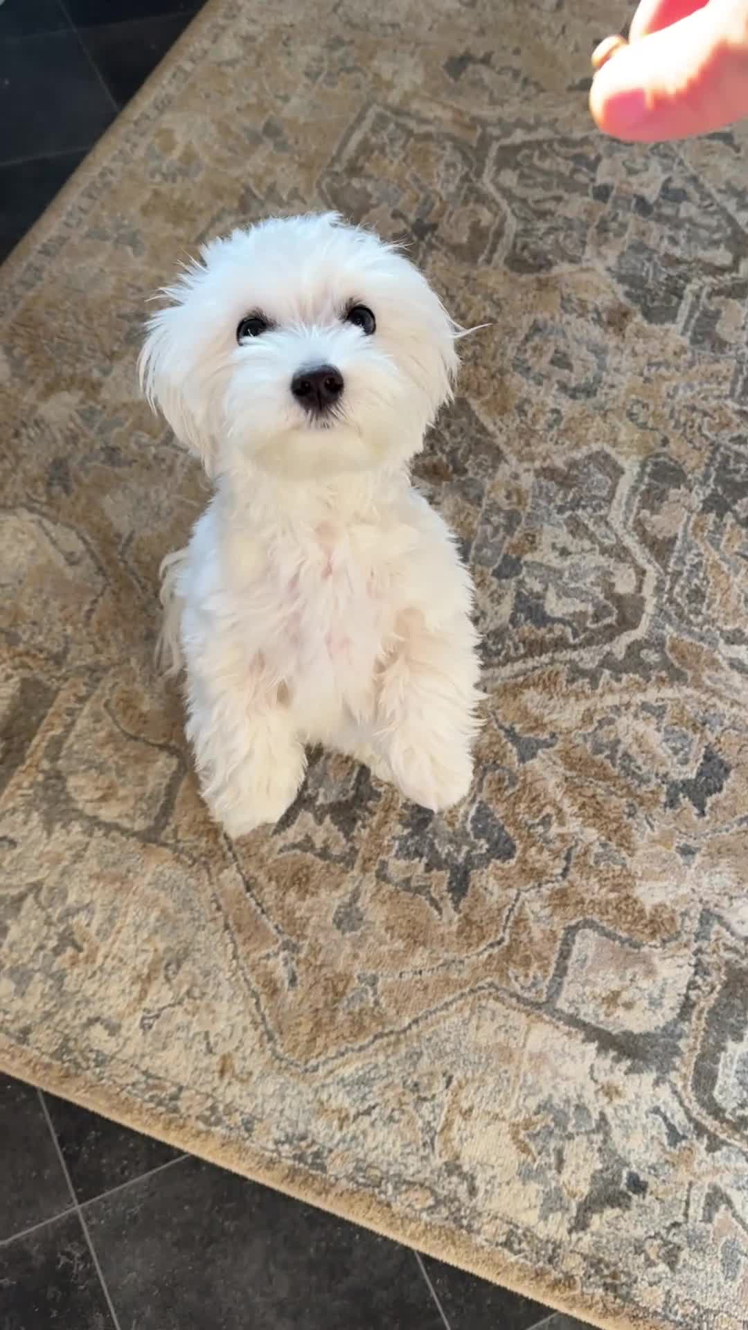 Maltese dogs for sale:  Maltese Girl – Nala (Looking for a Loving Home) in Sutton Coldfield - Video 2