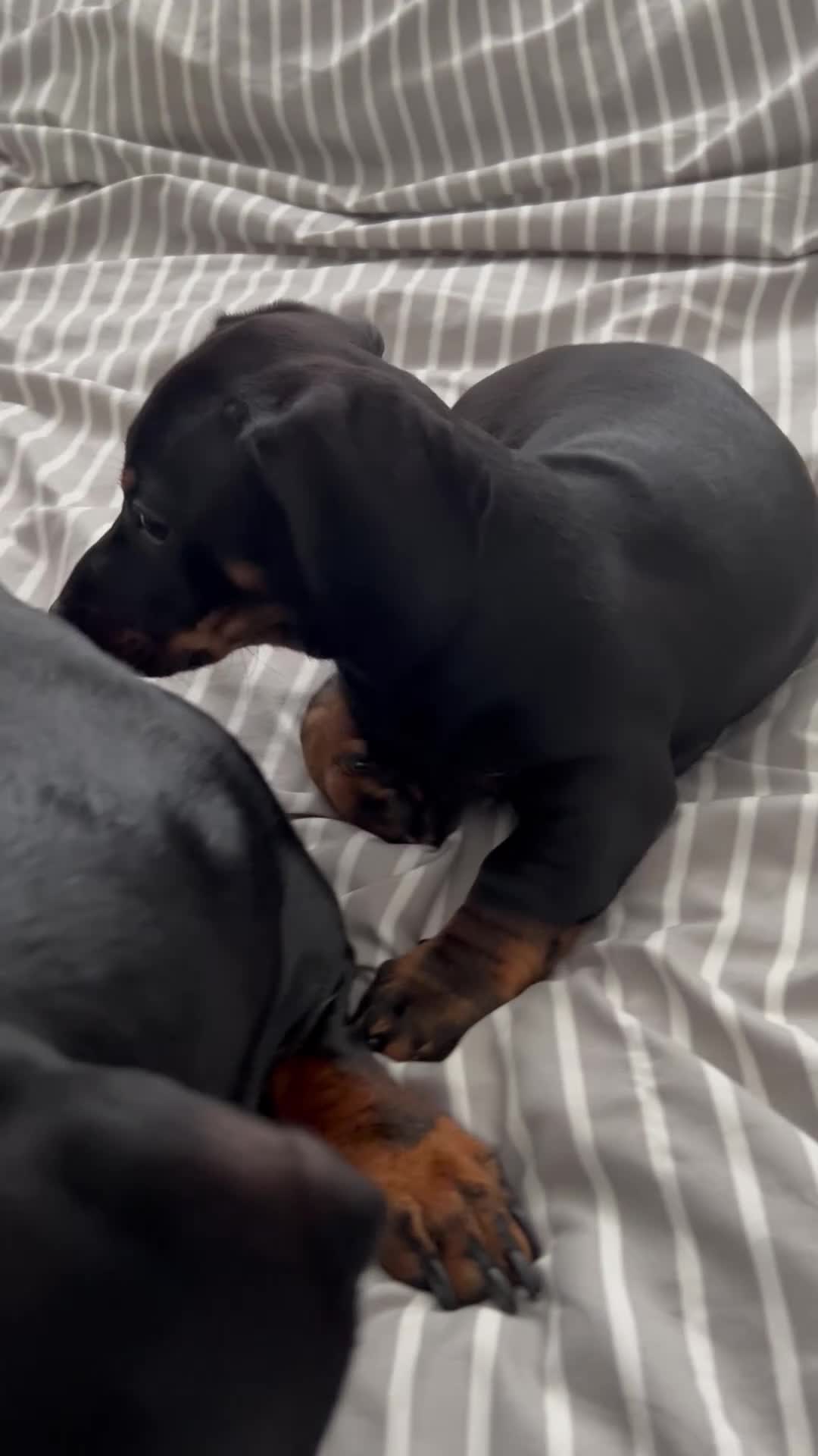 Dachshund dogs for sale:     Adorable Puppy Looking for a Loving Home - Video 1