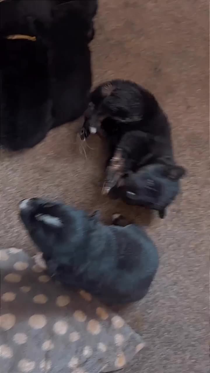 Mixed Breed dogs for sale: Shollie puppies in Wrexham - Video 1