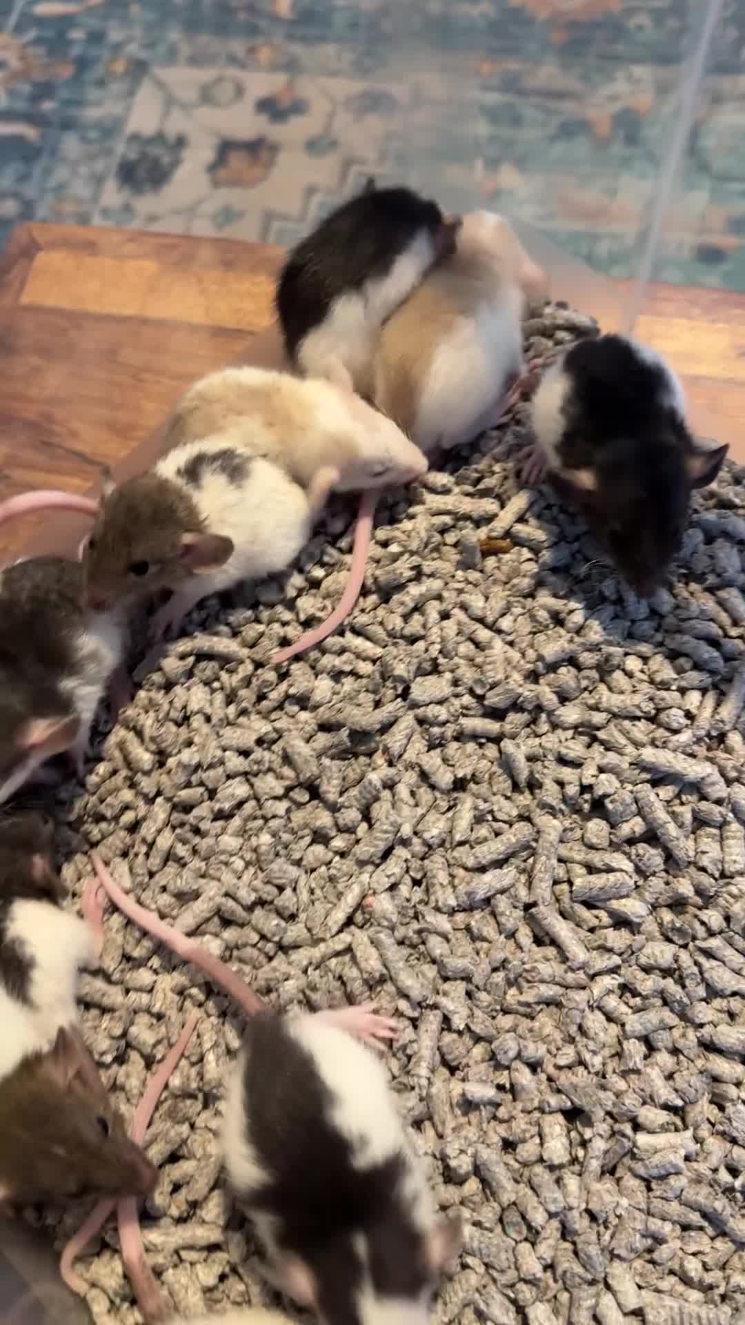 Rat rodents for sale: Dumbo Rex Rat baby pups  - Video 1