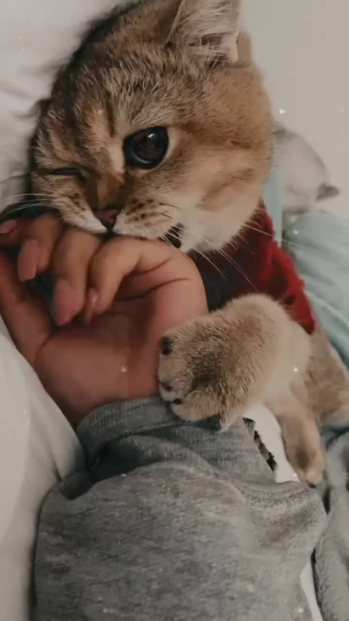 British Shorthair cats for sale: British Shorthair up for adoption  - Video 1