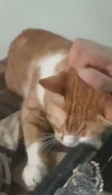 Mixed Breed cats for adoption: Gyza, the cutest biscuit maker 🧡 - Video 1