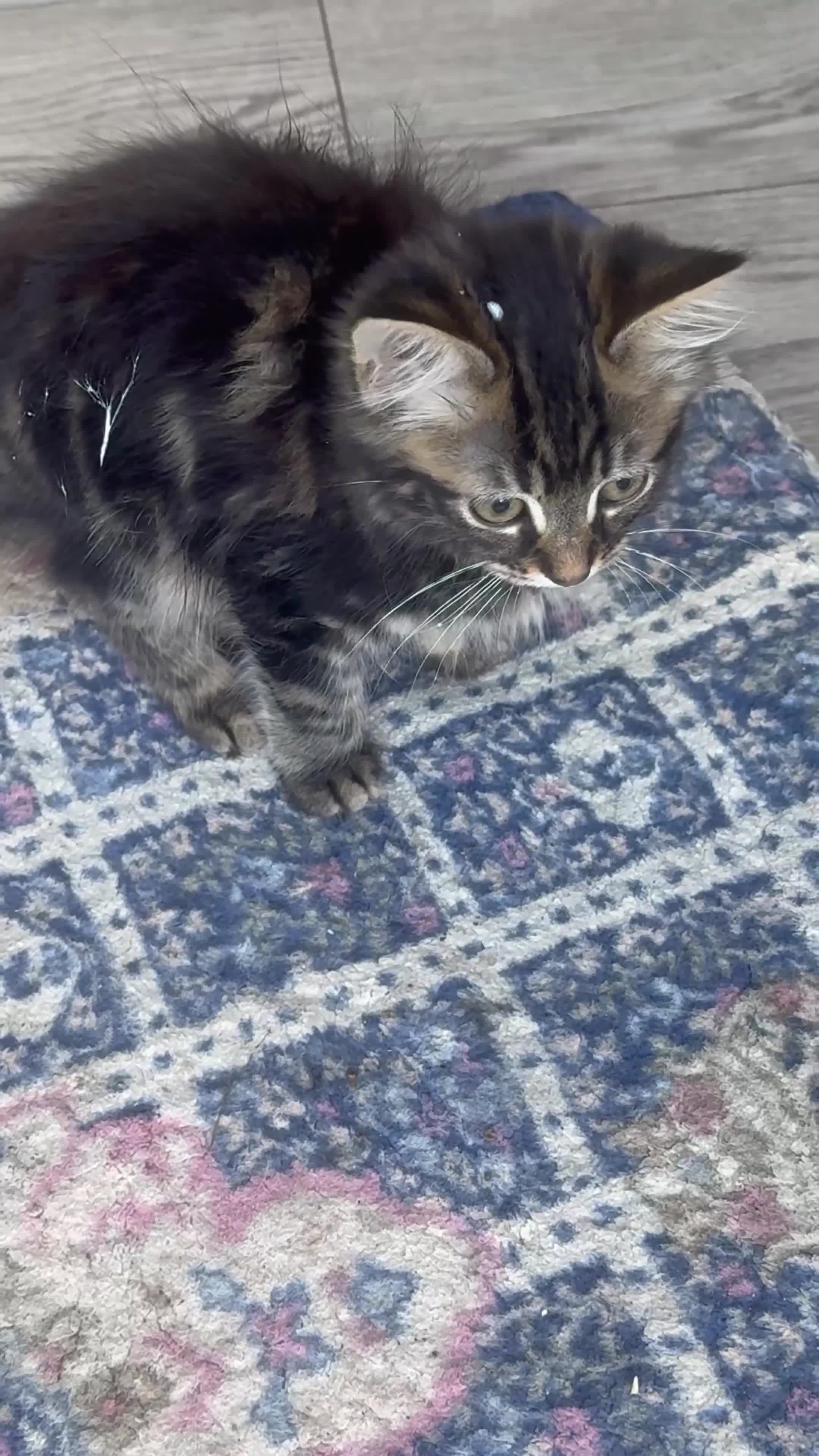 Maine Coon cats for sale: Main coon  in Nottingham - Video 1