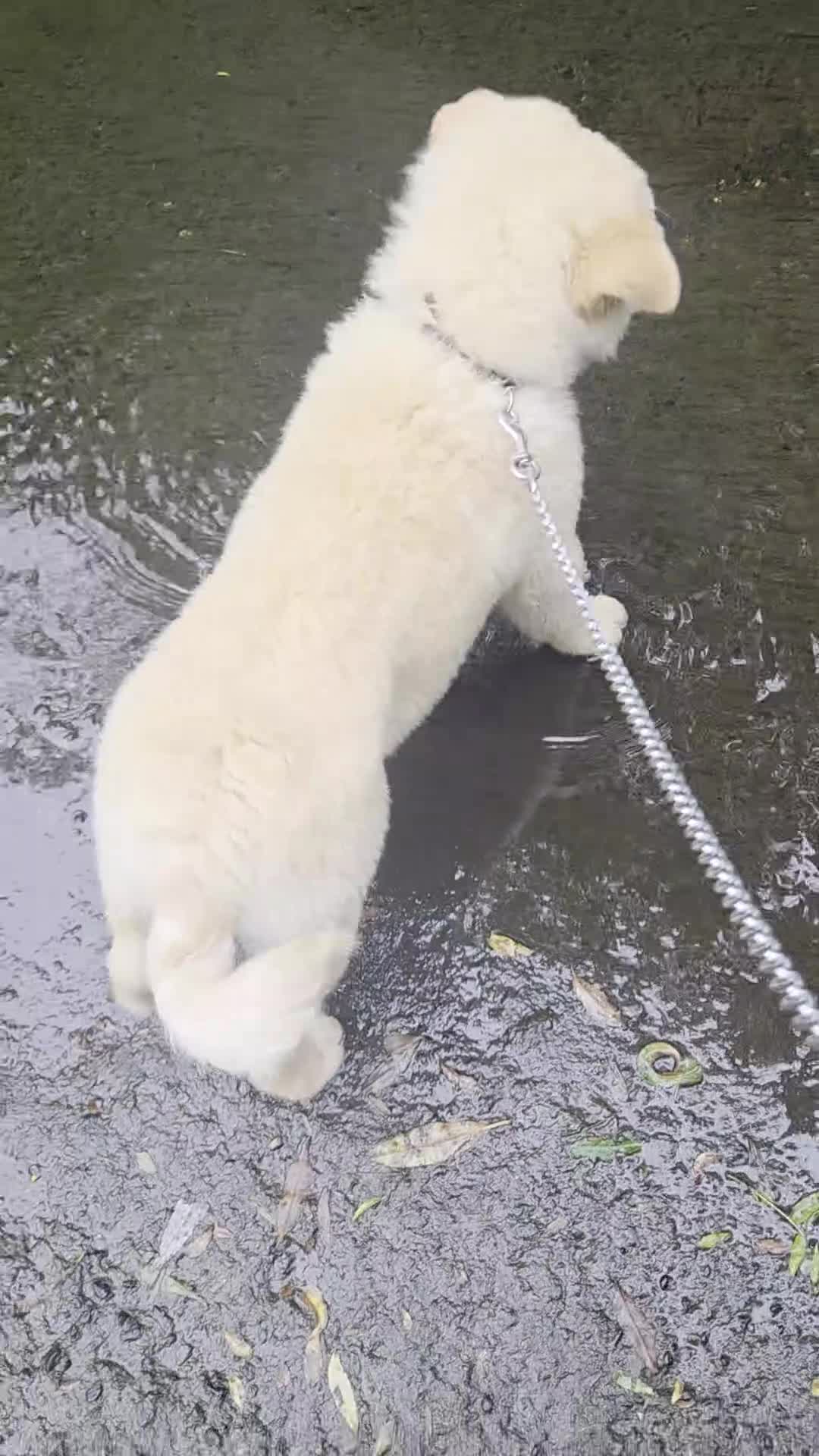 Mixed Breed dogs for sale: Dad full chow mom chow crossed.  - Video 1