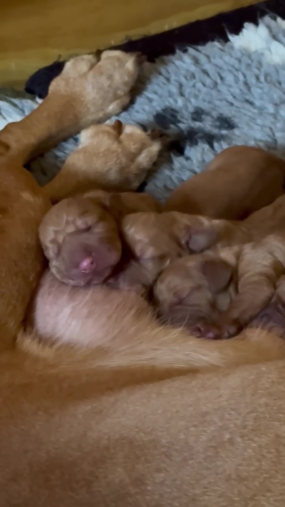 Hungarian Vizsla dogs for sale: Litter of stunning Viszlas!! - Video 1