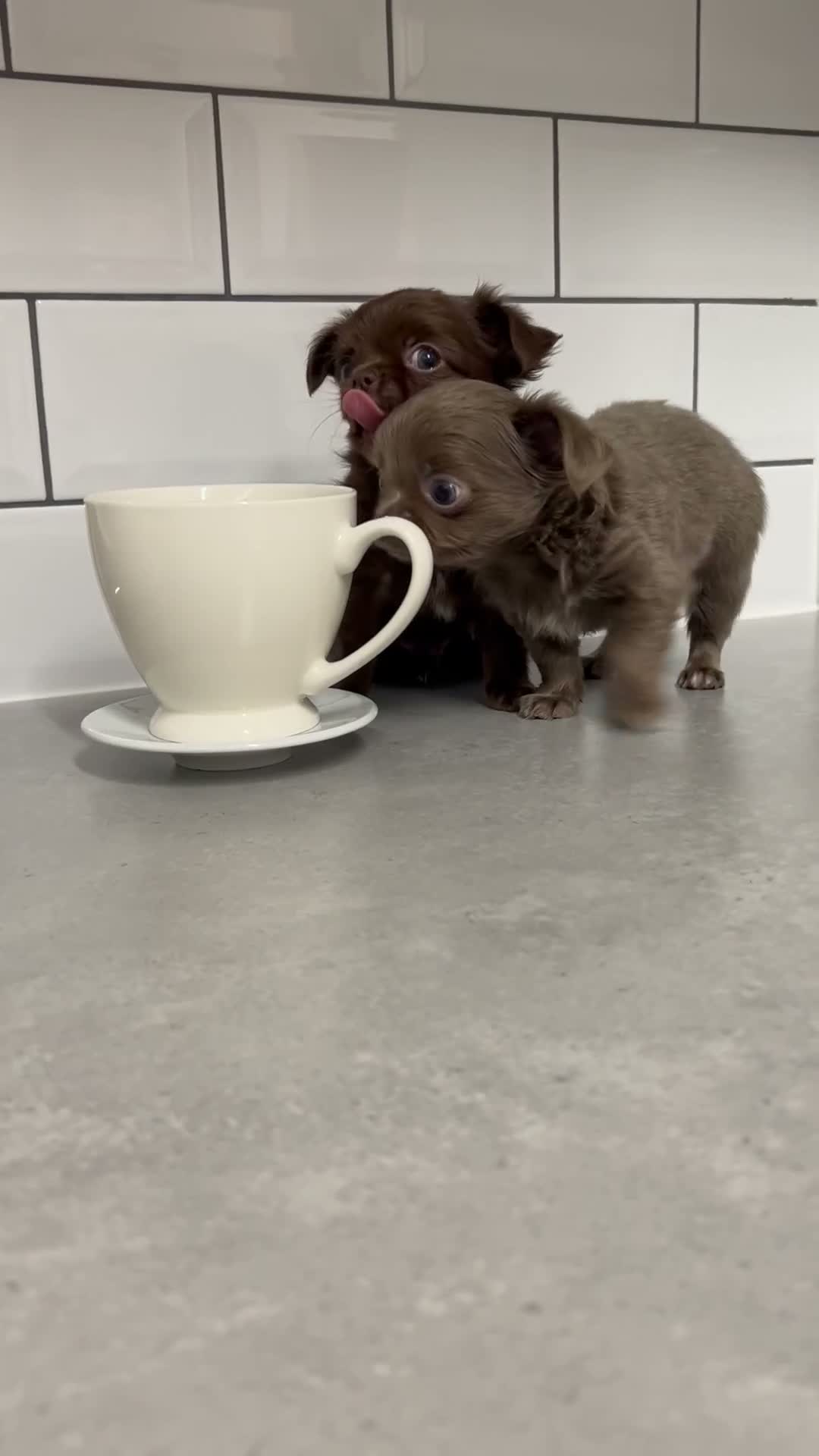 Chihuahua dogs for sale: Long-Haired Precious Tiny Chelsea Chihuahuas  - Video 2
