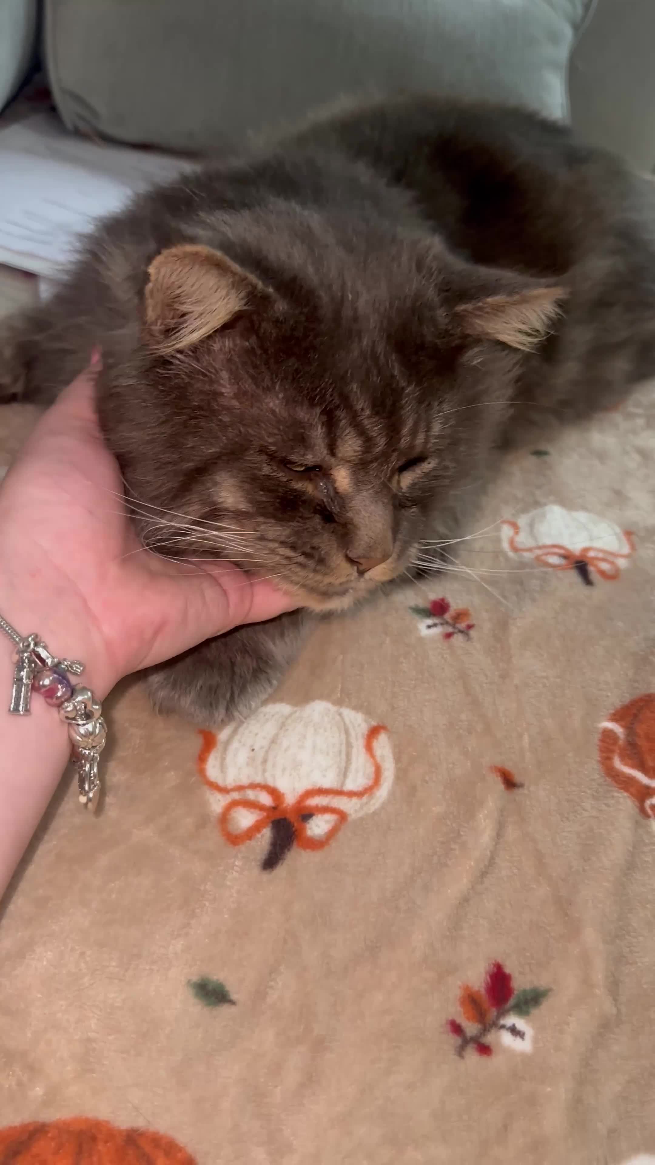 Maine Coon cats for stud: HUGE TICA Active Championship male stud - Video 1