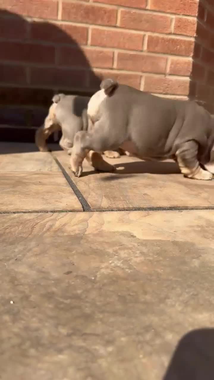 English Bulldog dogs for sale: Peggy 007 granddaughter!  - Video 1