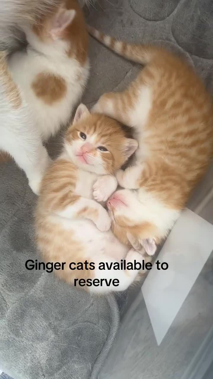 British Shorthair cats for sale: Male and female ginger kittens - Video 1