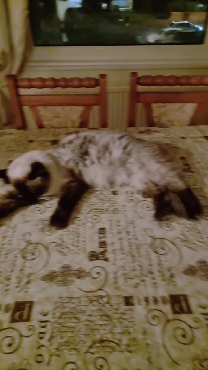 Ragdoll cats for sale: Ragdoll - Video 2