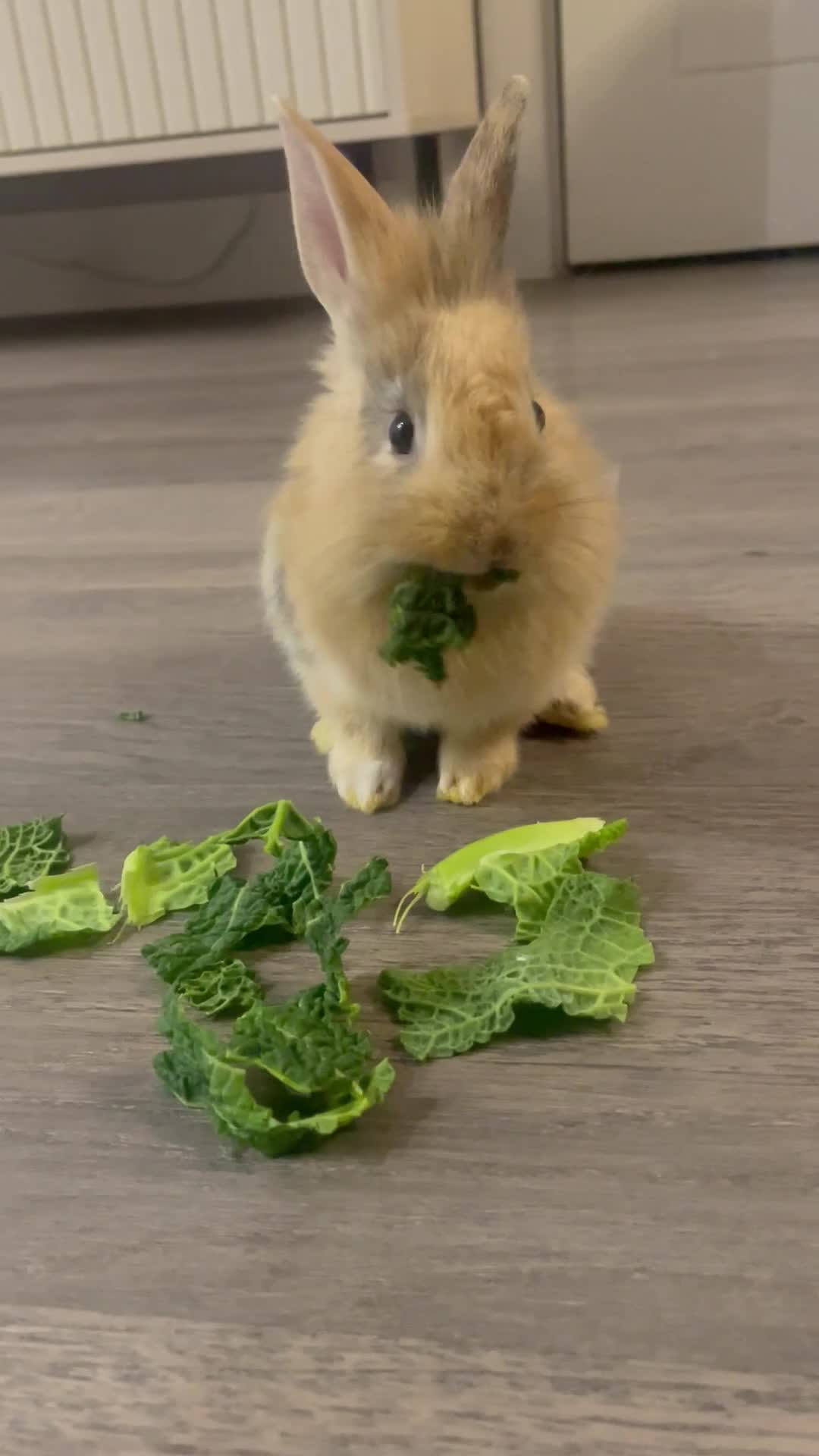 Lionhead rabbits for sale: 2 lion head sisters  - Video 1