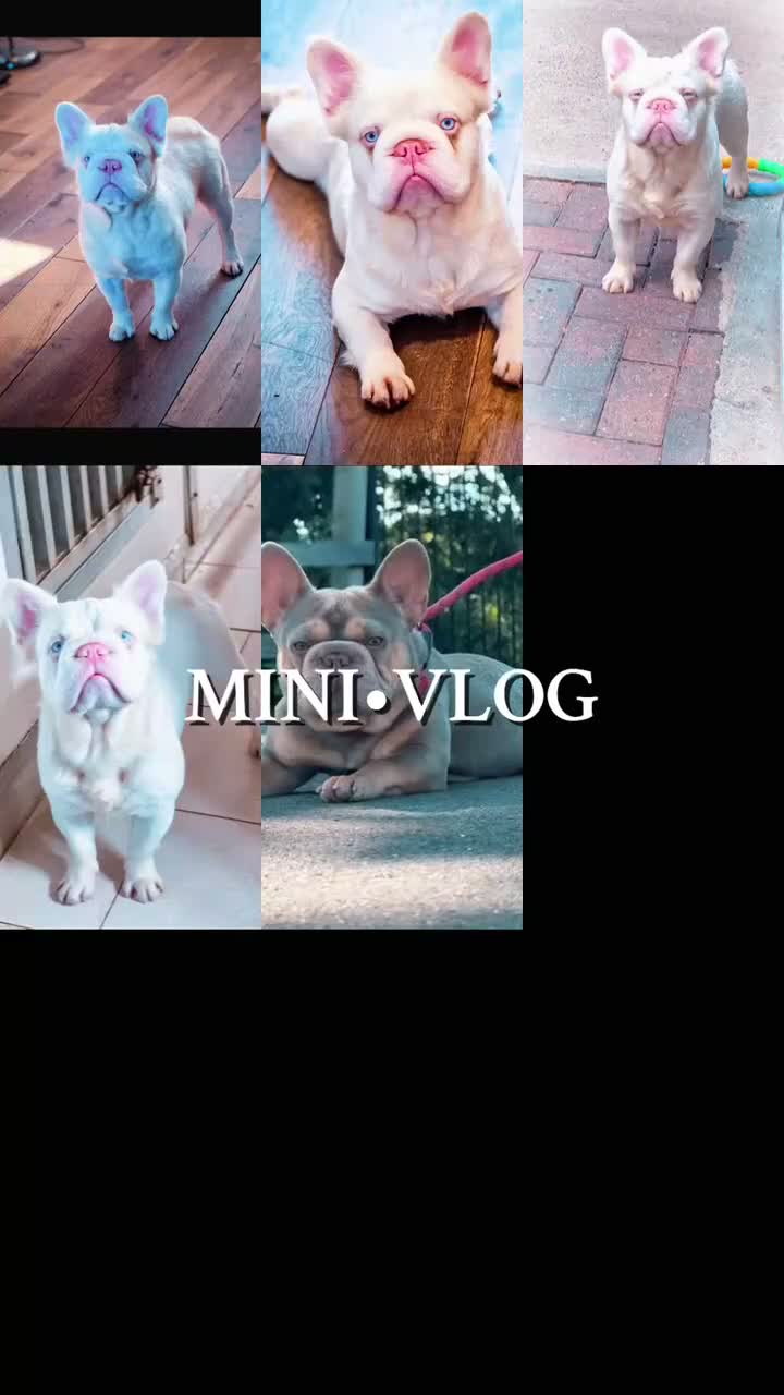 French Bulldog dogs for sale: French bulldog puppy's  in Havant - Video 1