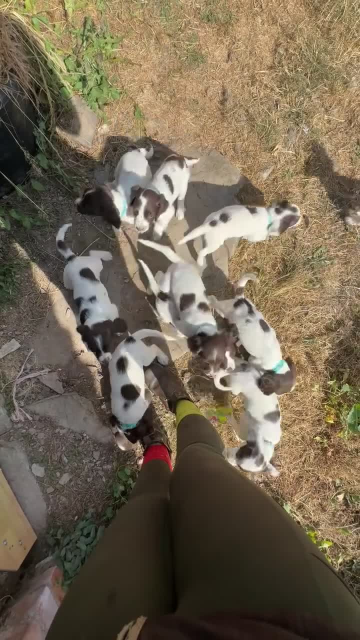 English Springer Spaniel dogs for sale: Springer spaniel puppy’s from a working line. in Tiverton - Video 1