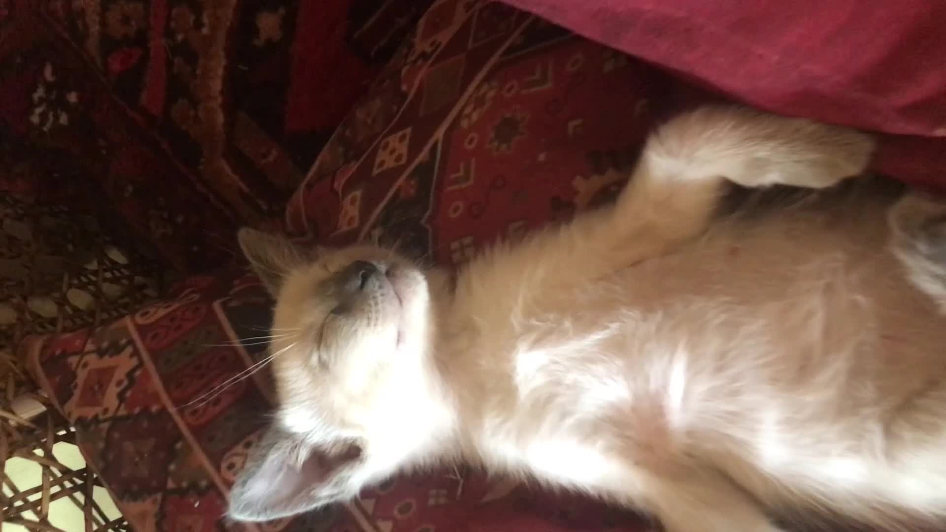 Tonkinese cats for sale: Superb Tonkdoll Kittens - Video 3